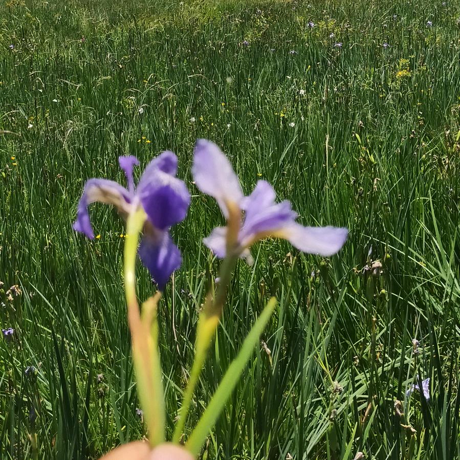 心里阳光