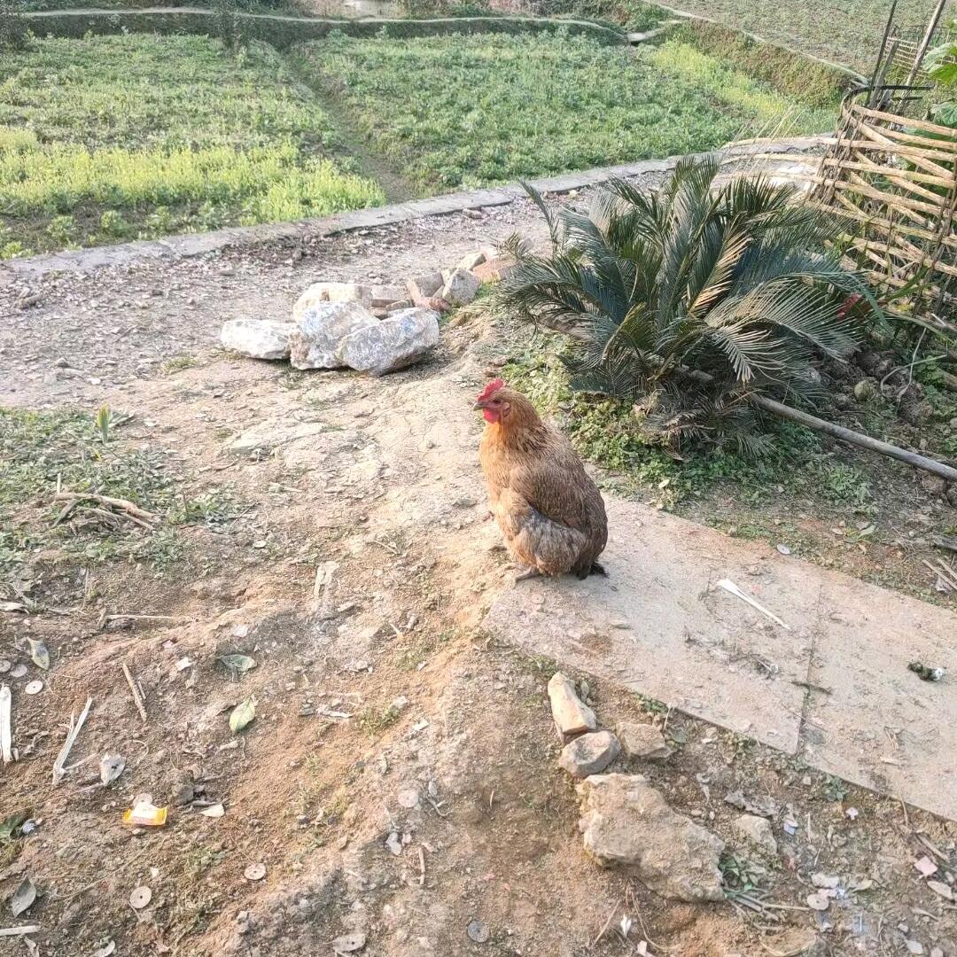 扯风了