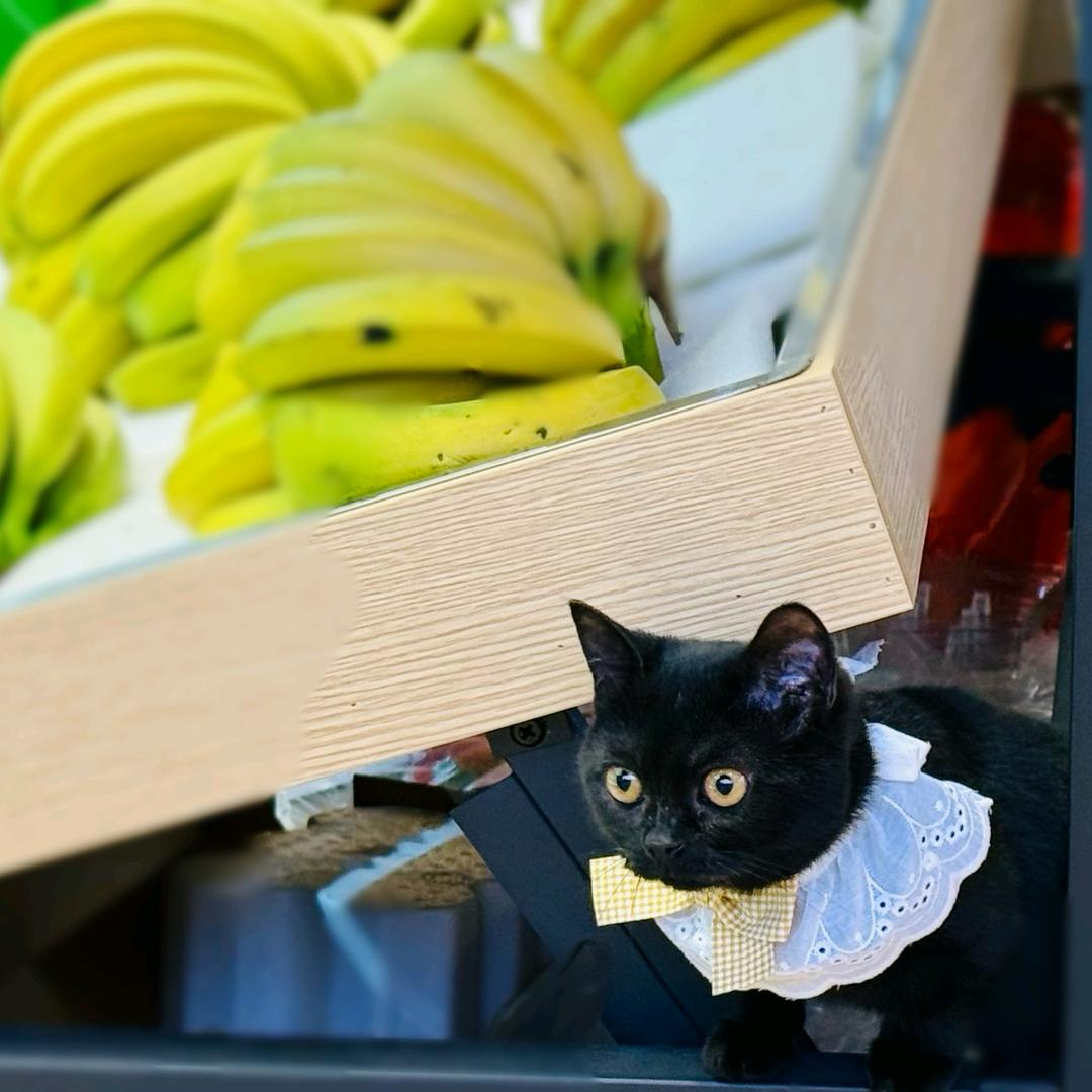 黑猫掌柜的果摊儿
