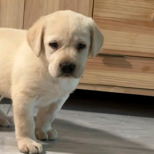 拉布拉多优选（买🐶思聊）