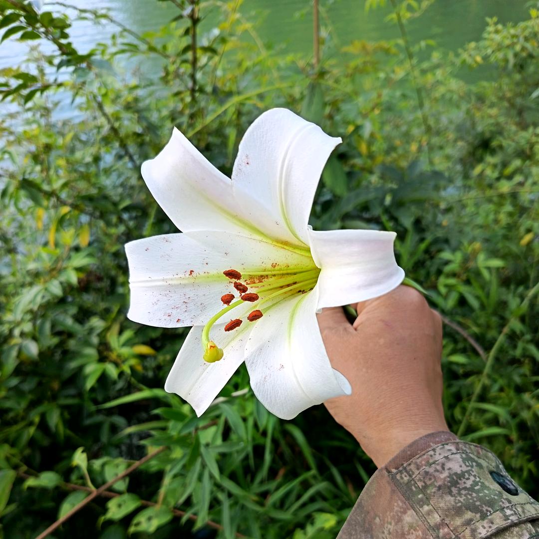 离中虚