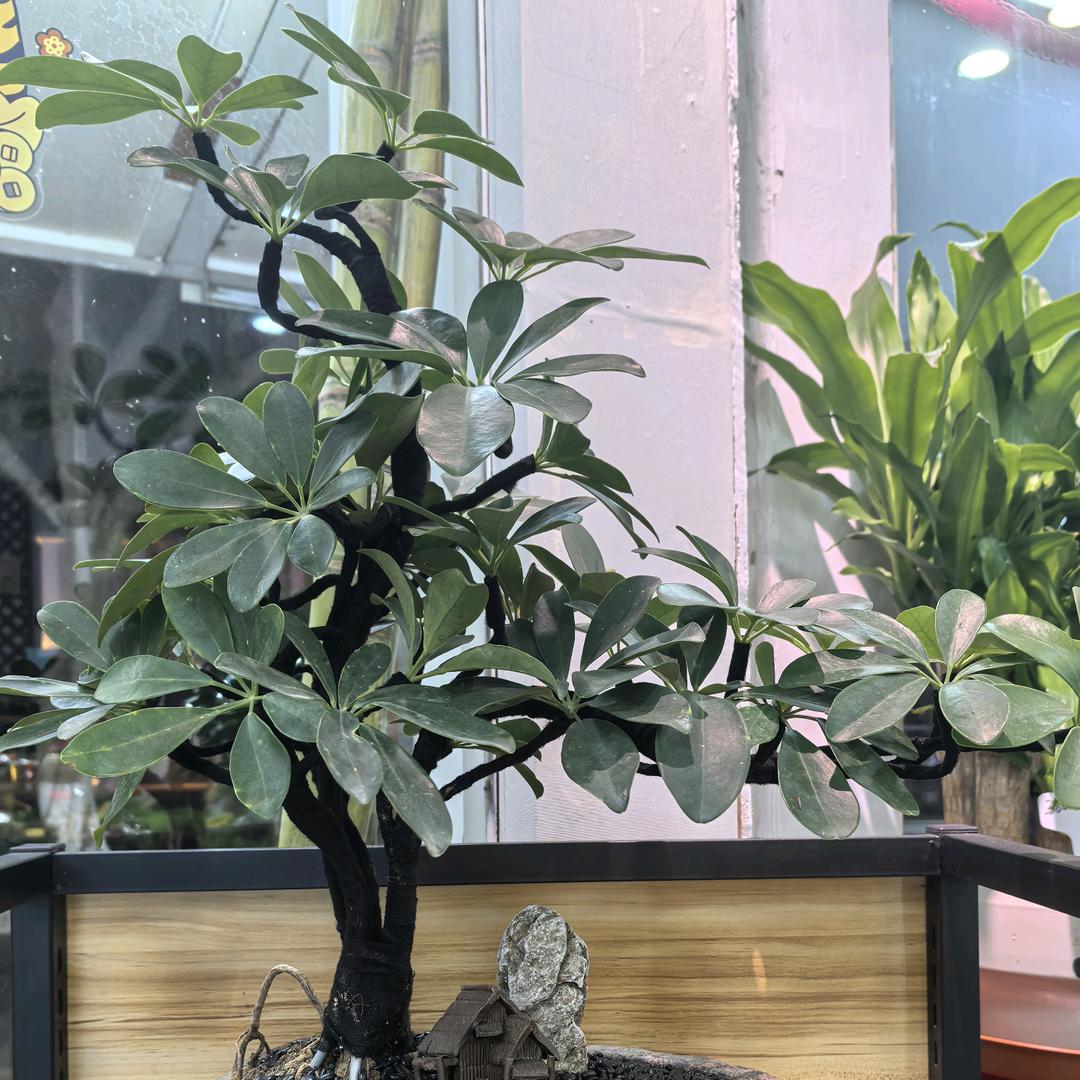 代驾肥姐～晓（拒绝私聊，连赞拉黑）对口型