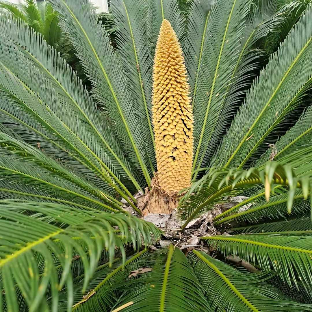 🔥🔥春风满小城🔥🔥