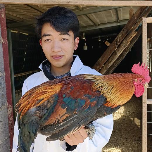 阿东聊养鸡
