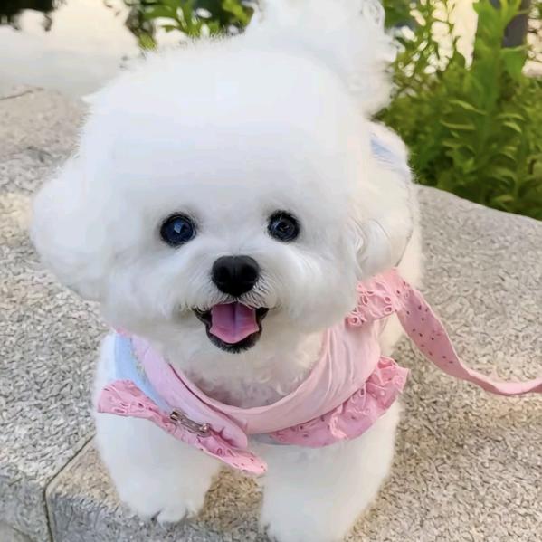 家有豆🐶乖