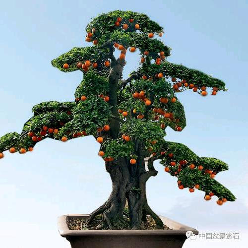 碳化加变化