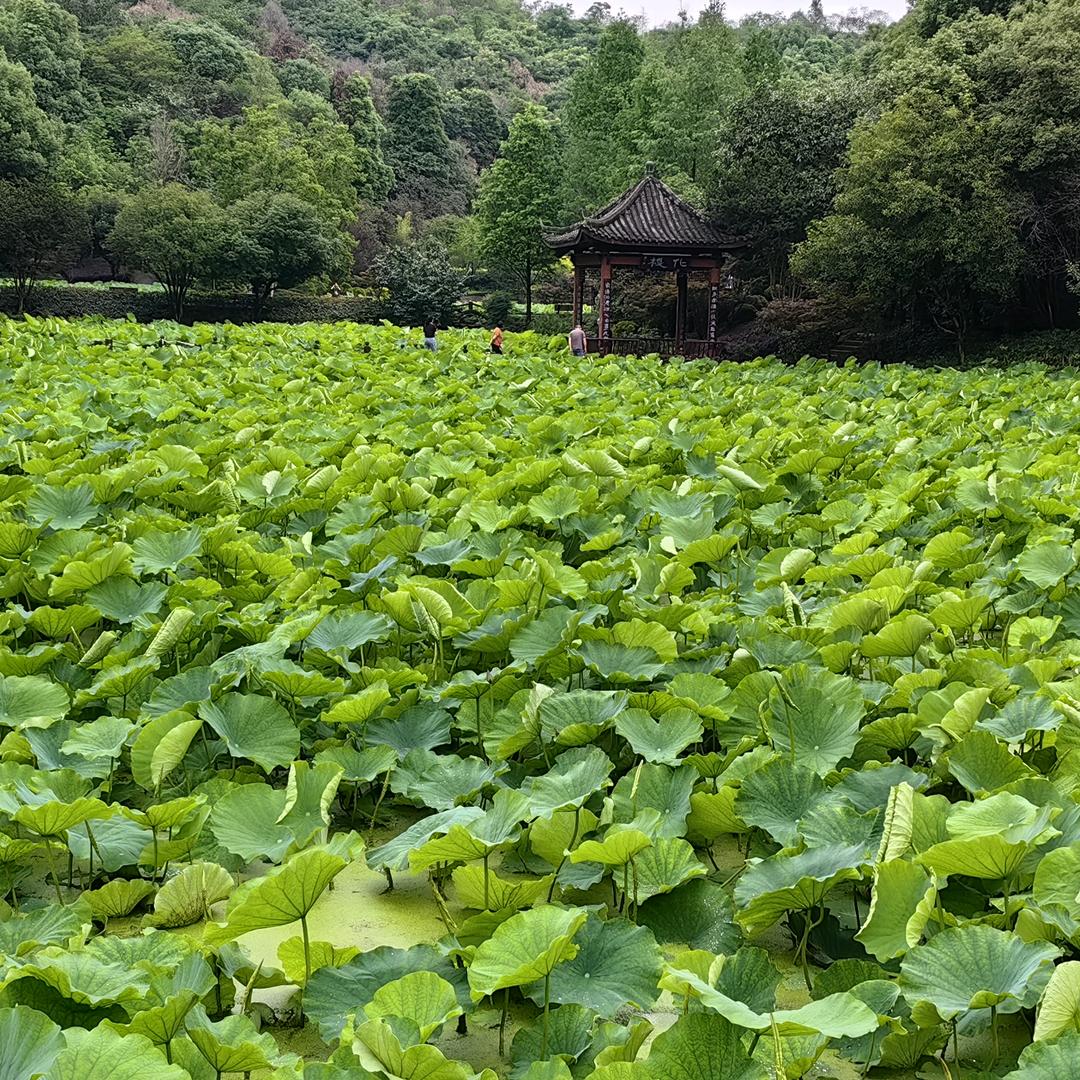 任尔东西南北风