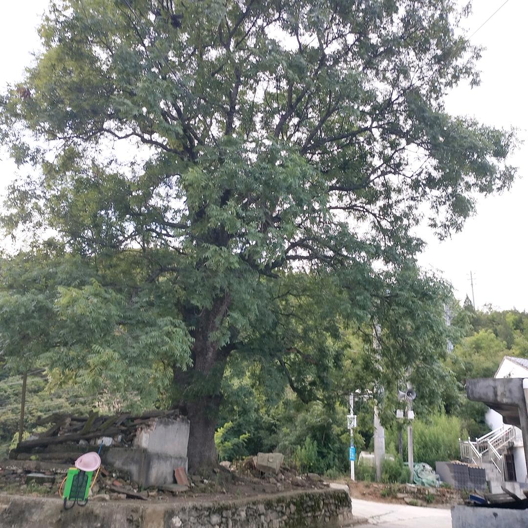 樊家三小姐