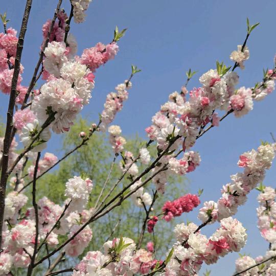 芬芳