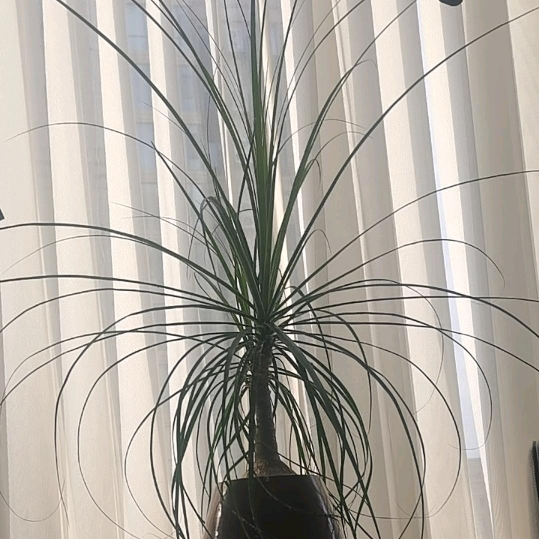 茹意 自媒体