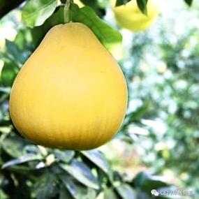小柚影视剪辑