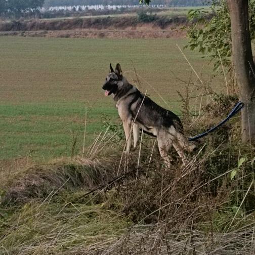 陕西长安老版狼青