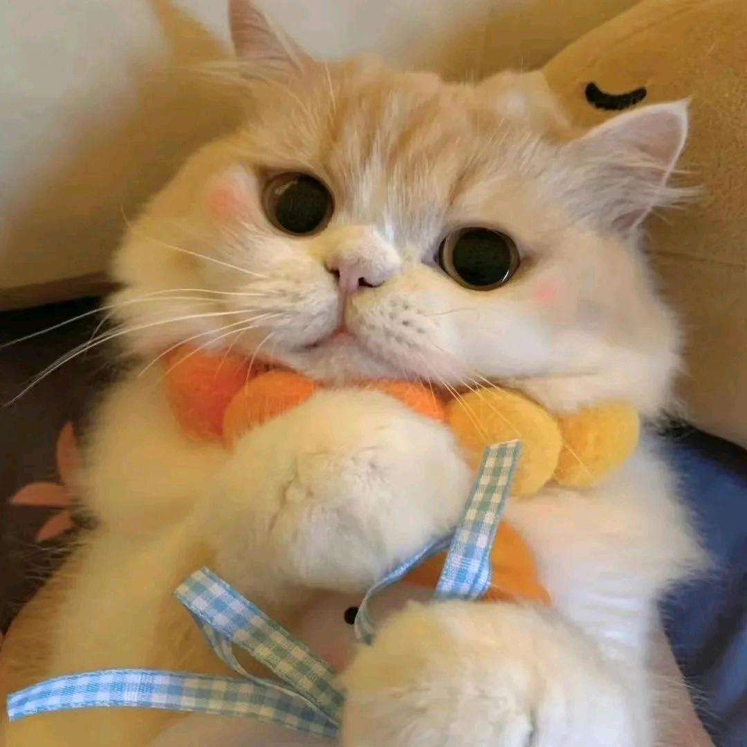 肥肥肥肥鹅