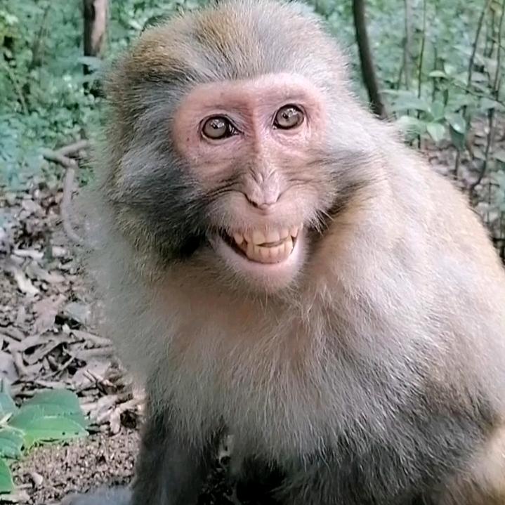 猴哥看猴