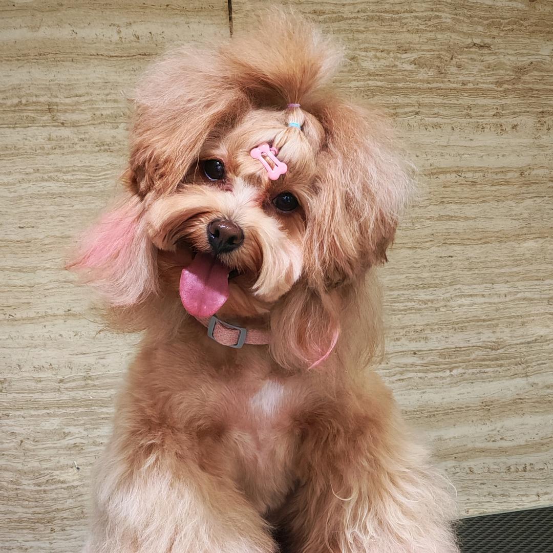 爱麻麻的小笨蛋🐶