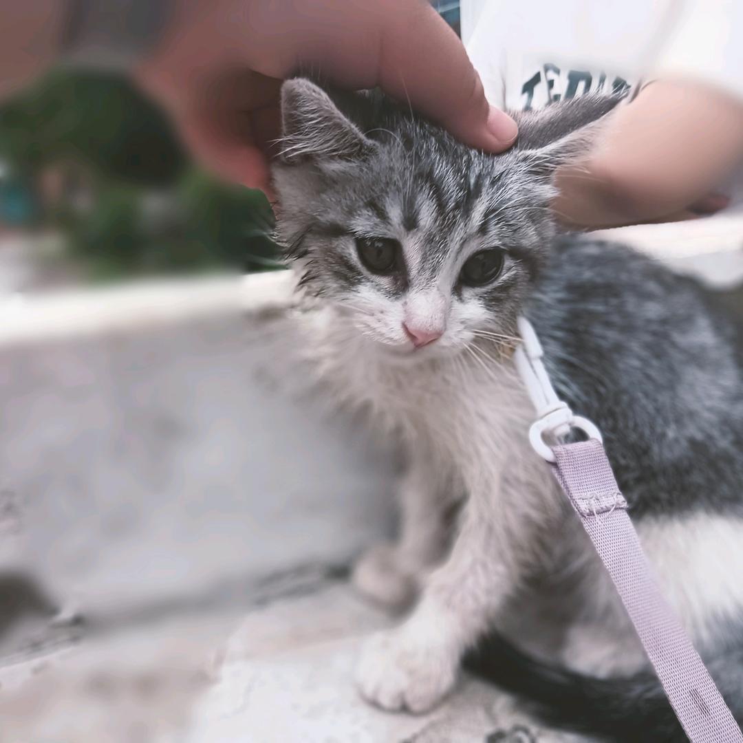 小小太阳