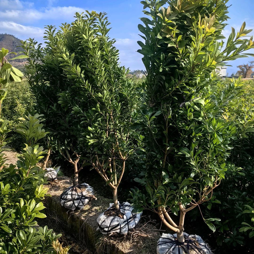 仙居梦霞杨梅种植