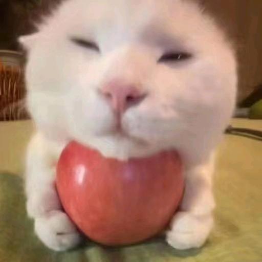伴阳