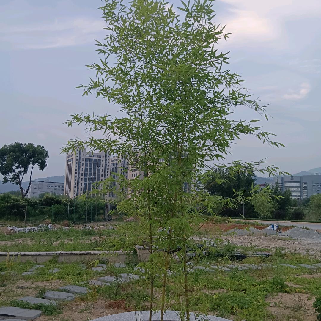 静静的想你