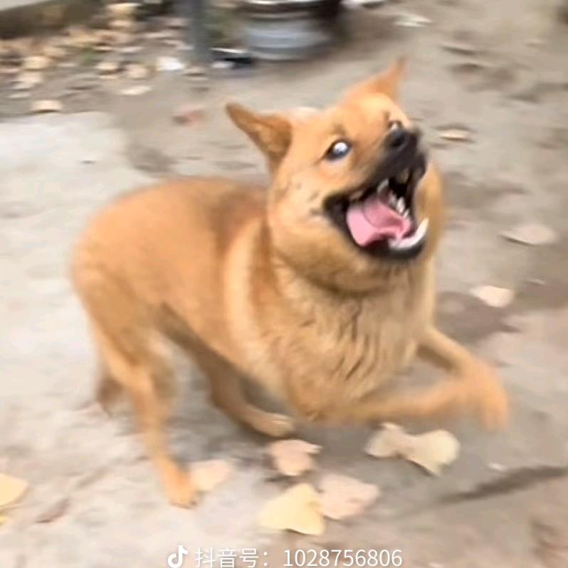 去薯条弄点阿飞🍟