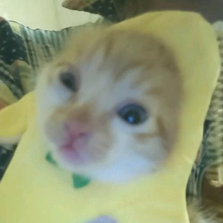 香蕉猫元宝