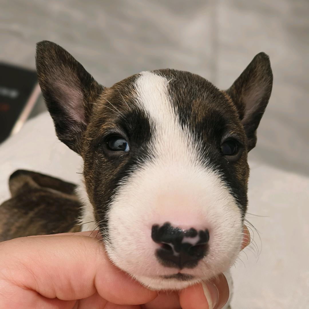 暖宠宠物官方号