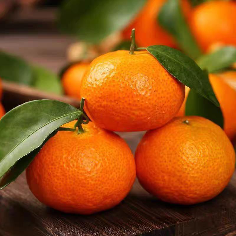 广西桂林高山水果