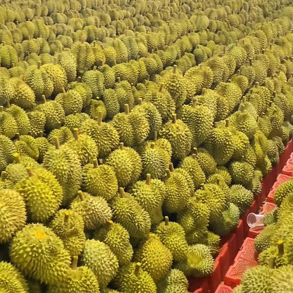 嘉兴榴莲带采,榴莲哥。