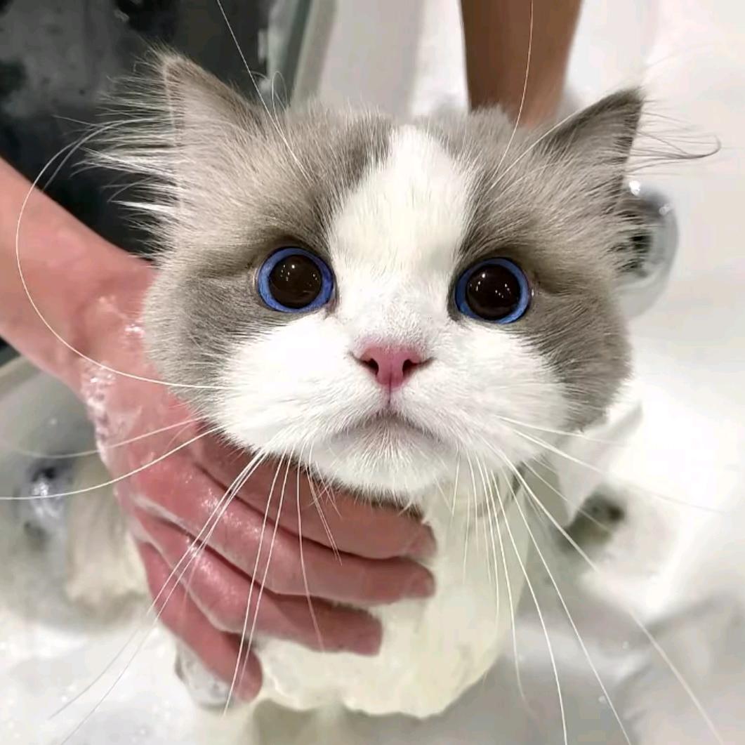 还未放弃