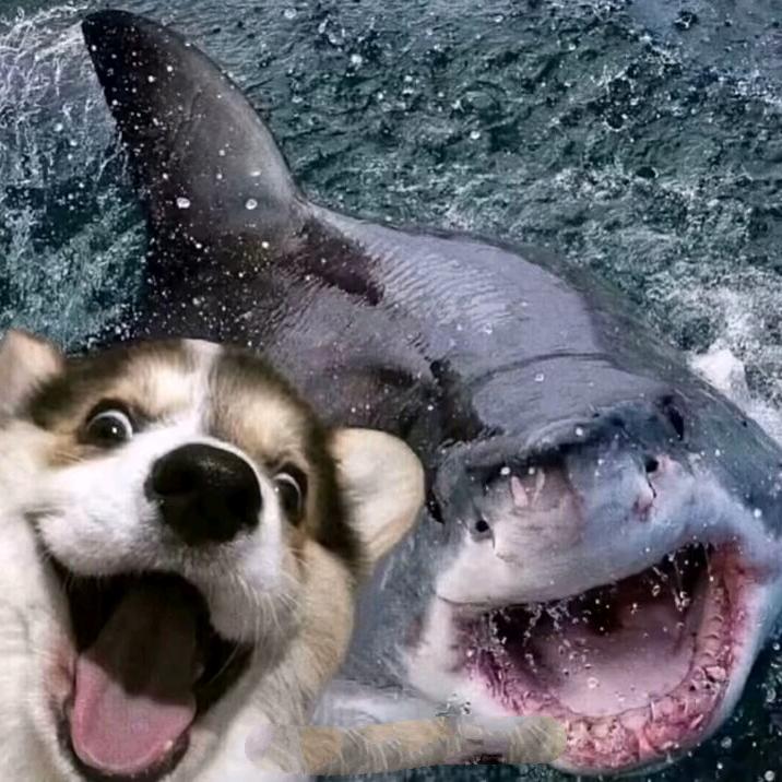 秋刀鱼🐟