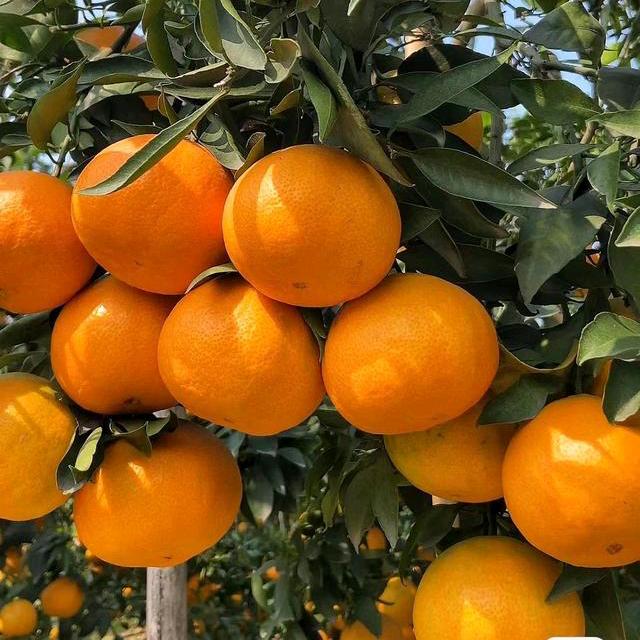 木子耶（牛二哥鲜果）