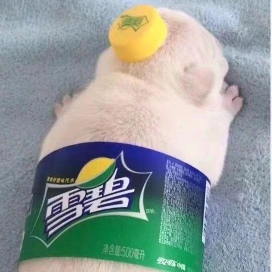 人间、四月天   。✨