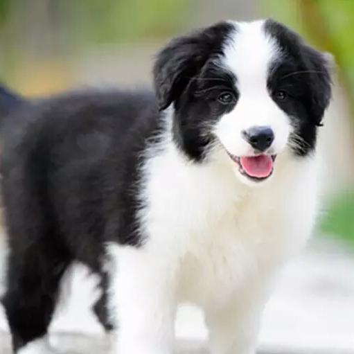 元迪生物厂家直发【独速清】