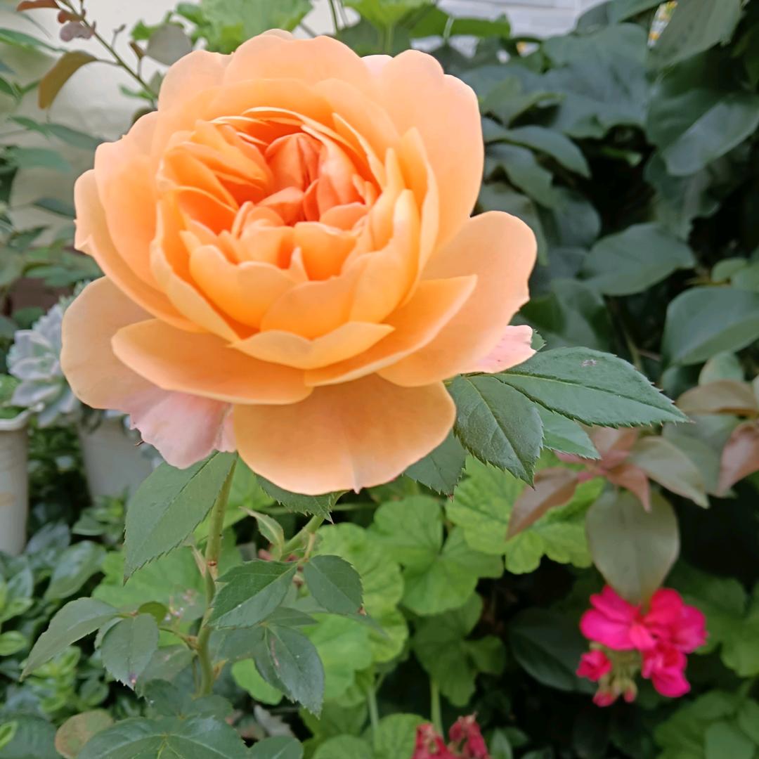 你的爱我要不起195