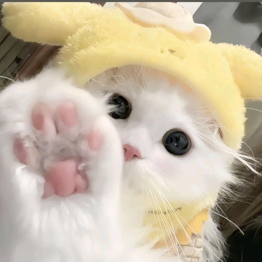 无敌小猪