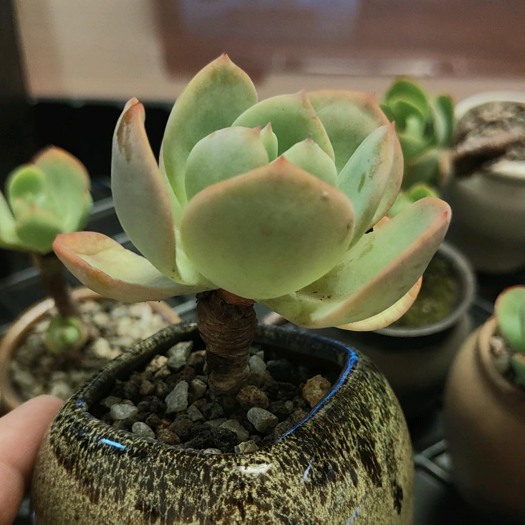 惜花之人