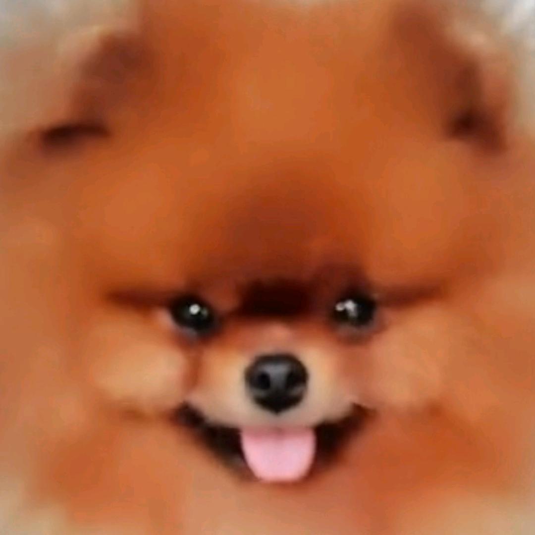 七美的博美犬