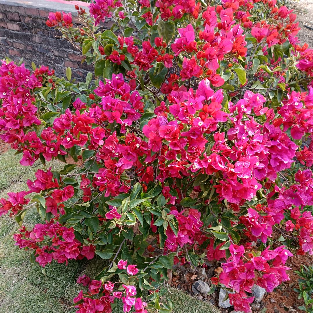 好🌺姐🌺妹🌺