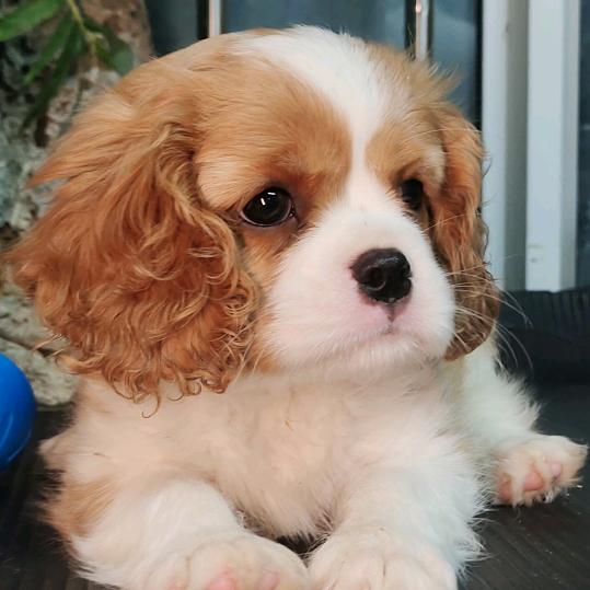 骑士查理王小猎犬。