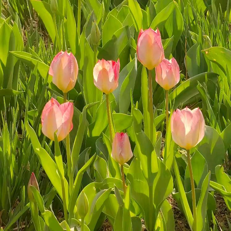 不瘦十斤不改名