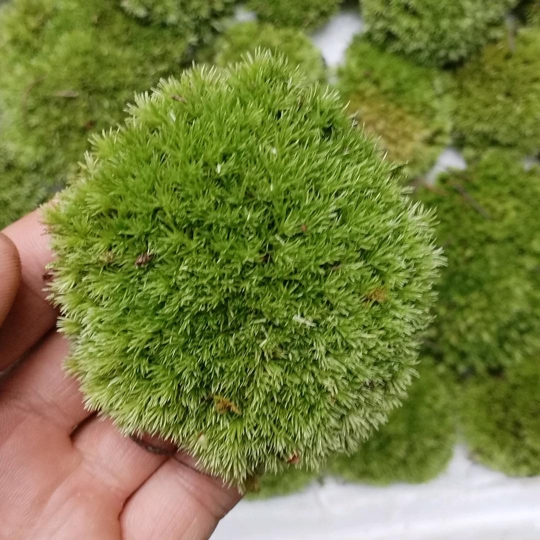 秦岭苔藓
