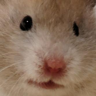 邪恶大三角鼠（求粉）