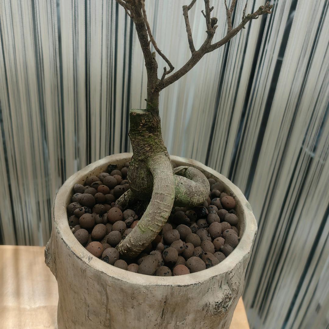 狗狗贝