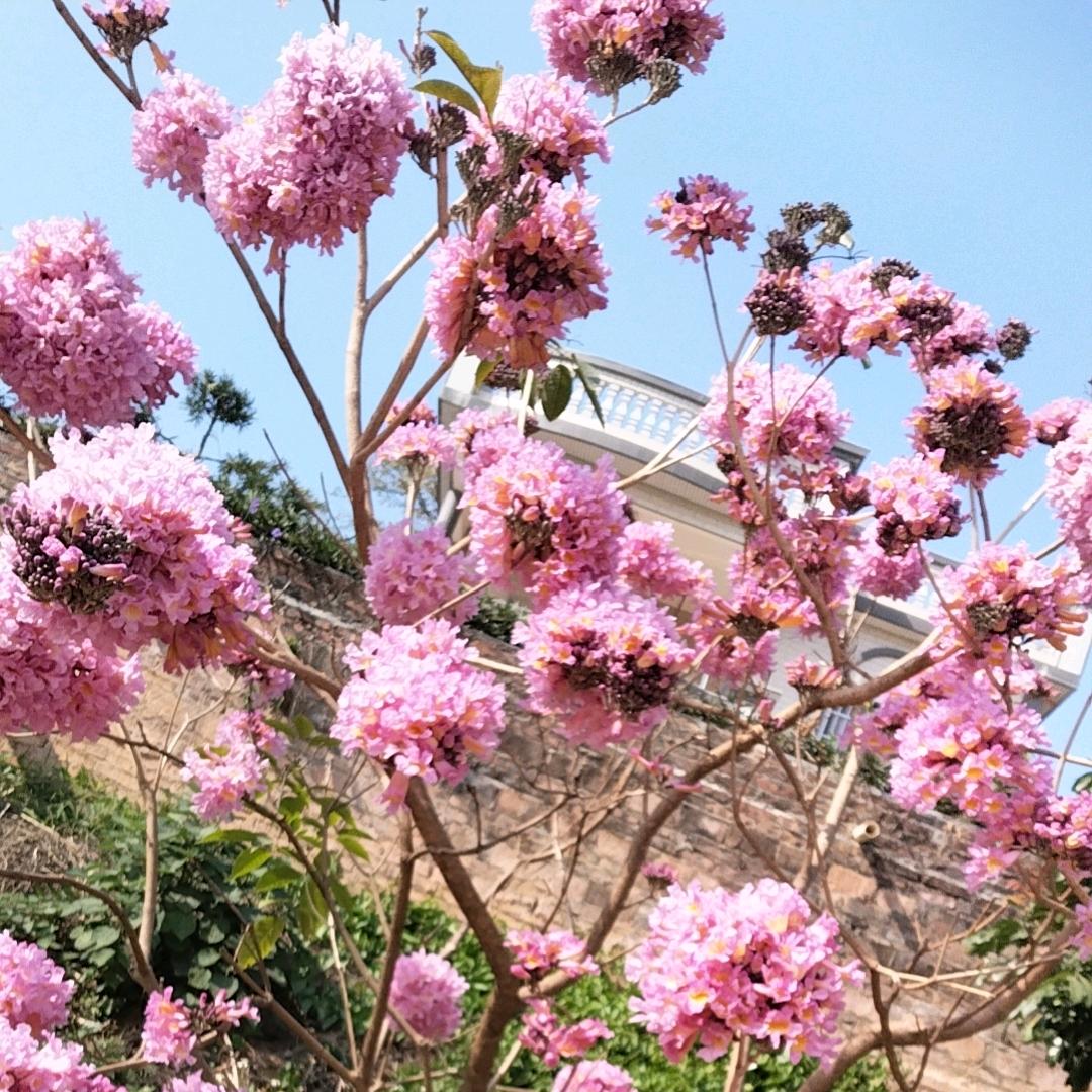 河南香妃。🌹🌹