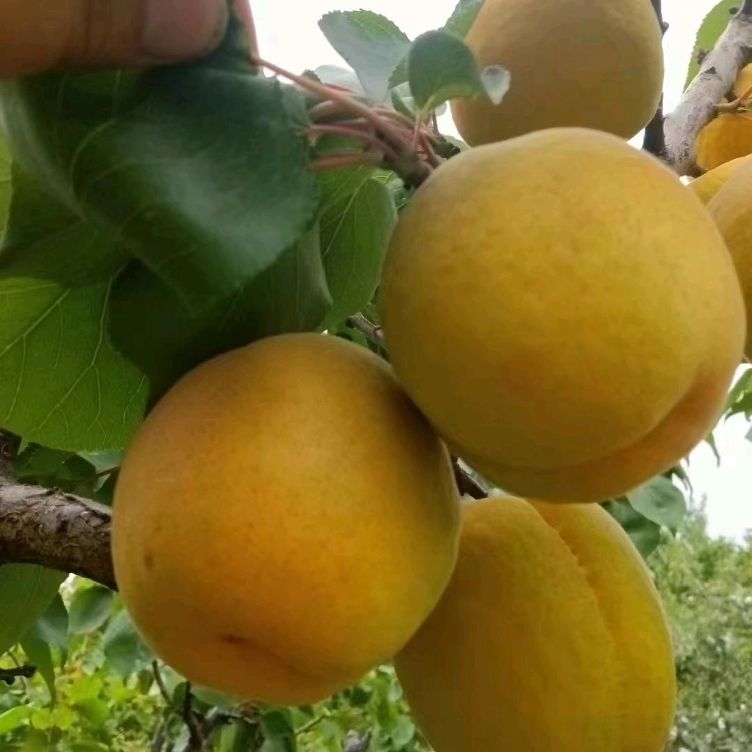 榜一大果