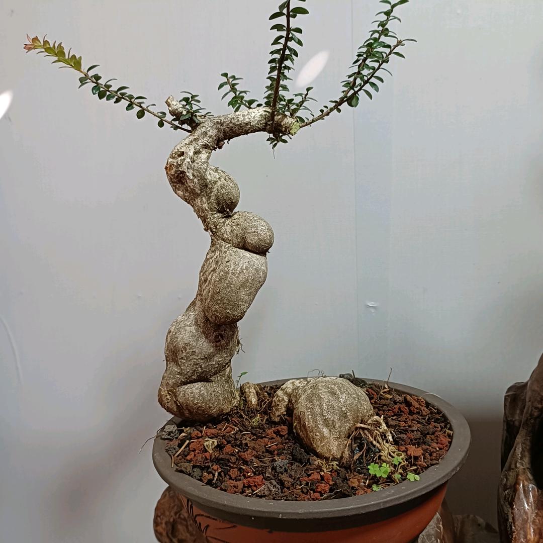 腾冲市阿才花卉园艺店