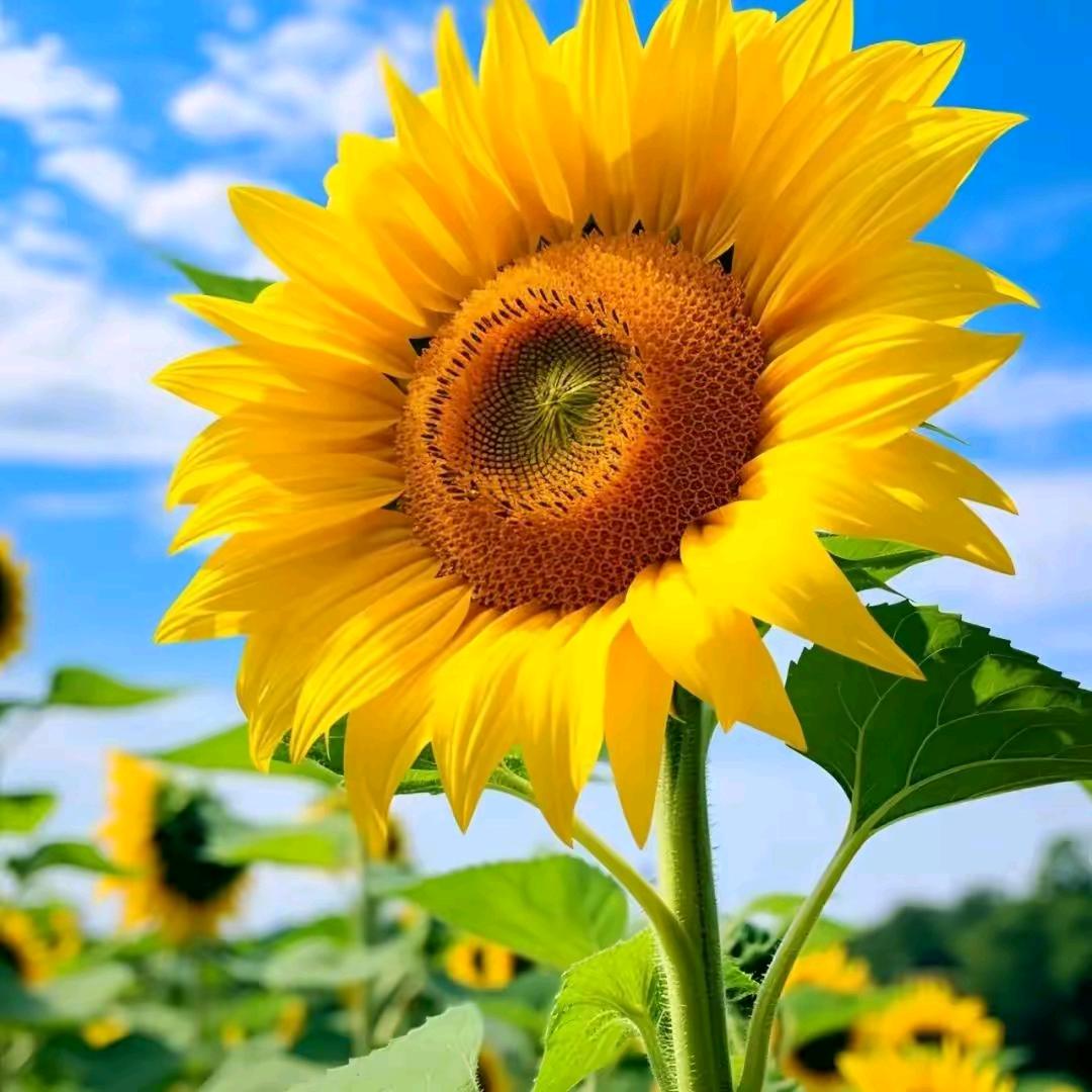 🍀幸运草🌺🍀(单身一人一车自驾游)