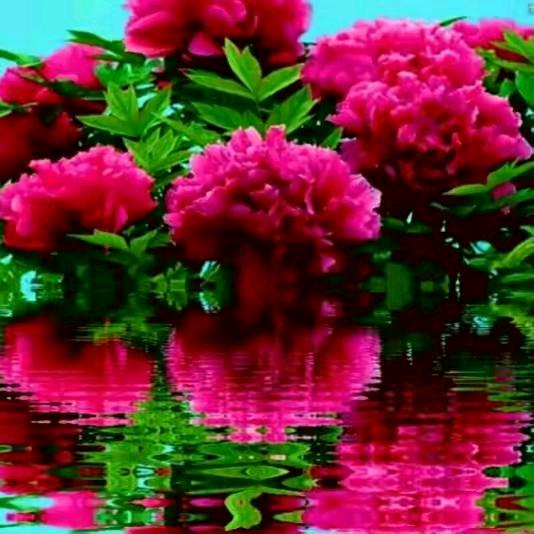 开心快乐小苹果。🌹🌹🌹🌈🌈🌈