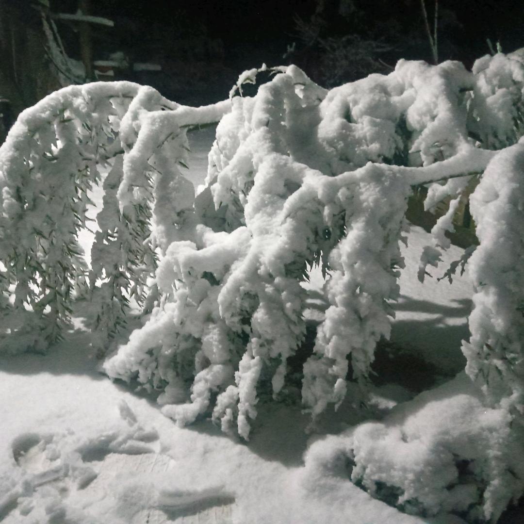 …《叁月》“”