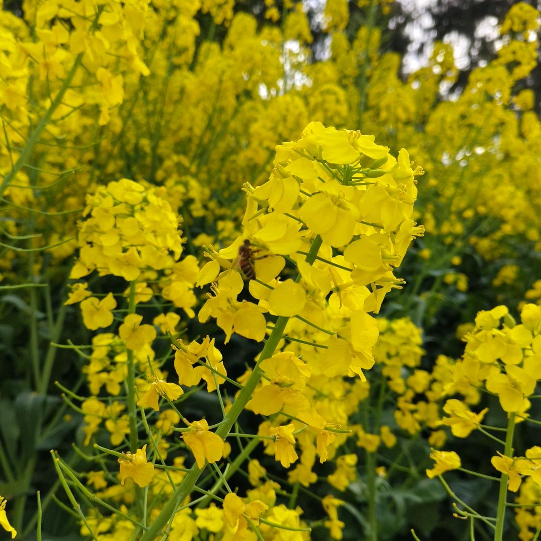 蜜蜂采油菜